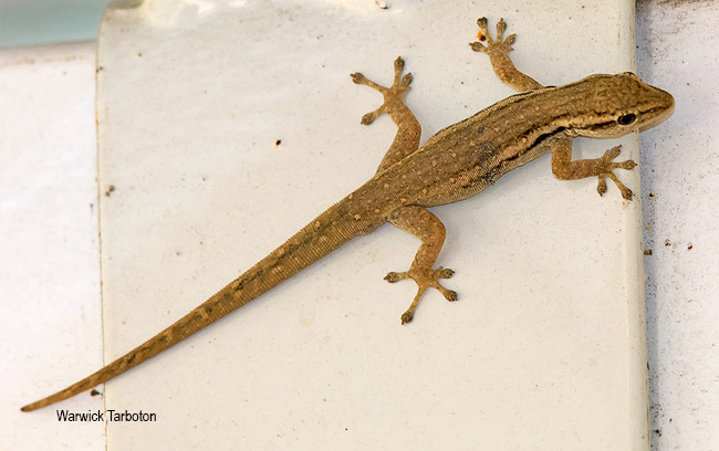 Lygodactylus capensis