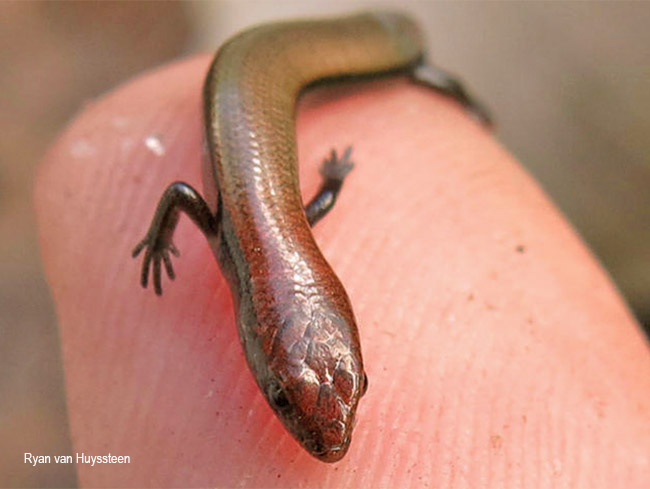 Panaspis wahlbergi