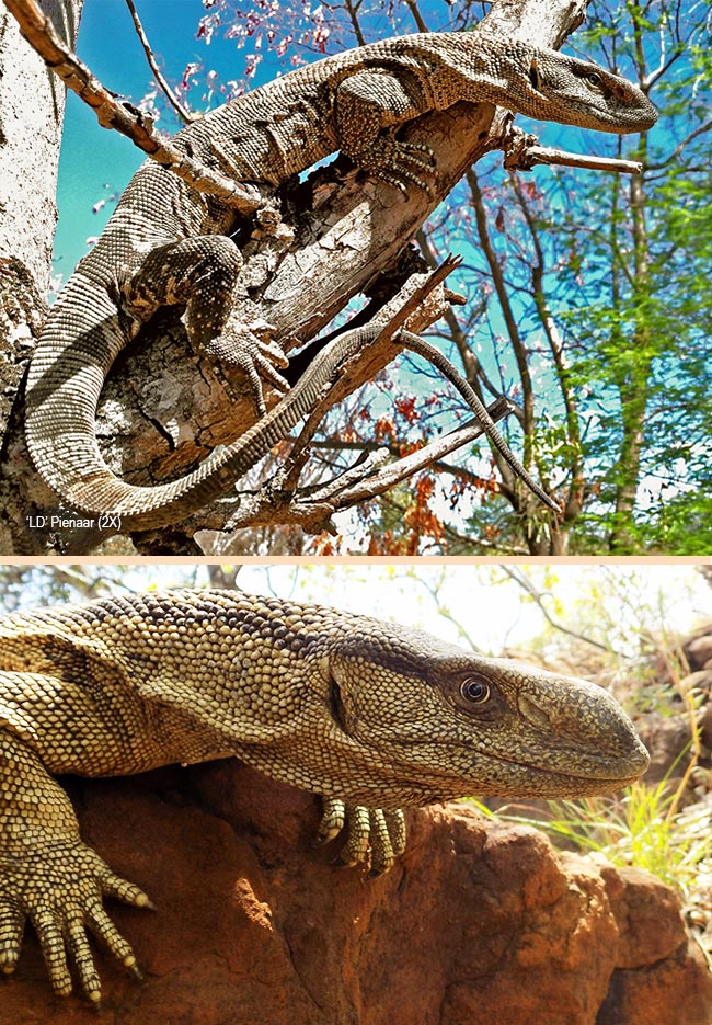 Varanus albigularis albigularis