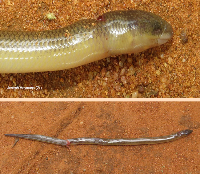 Acontias occidentalis