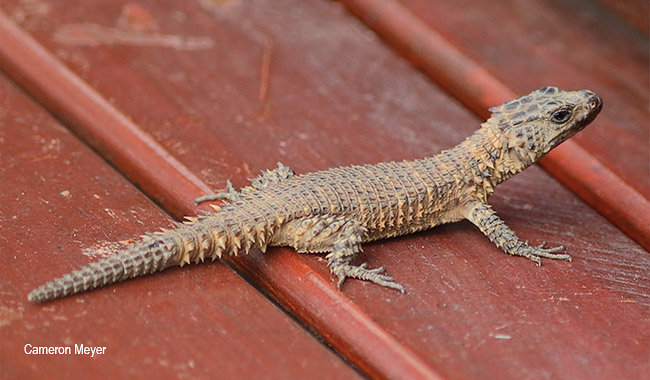 Smaug breyeri