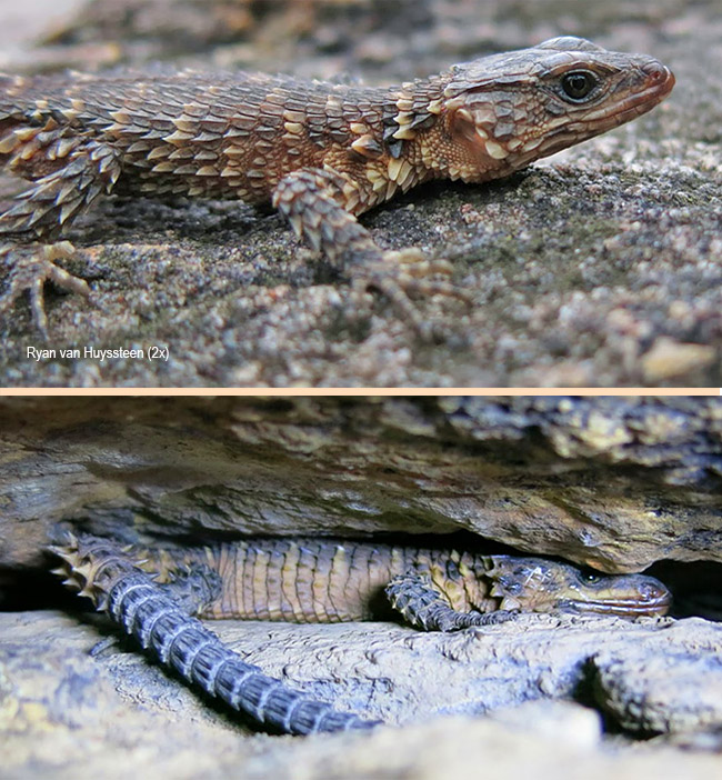Smaug breyeri