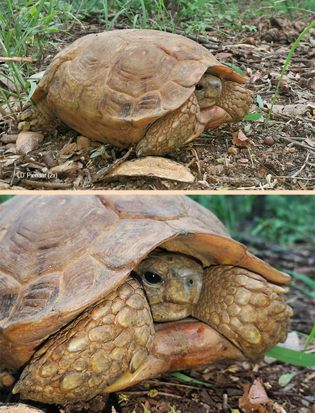 Kinixys spekii