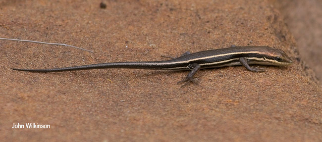 Trachylepis varia
