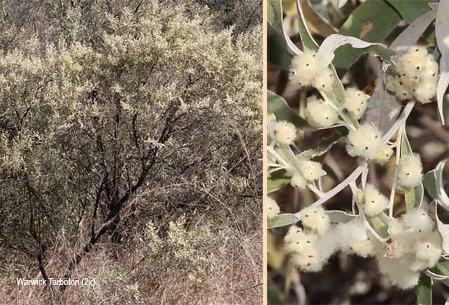Tarchonanthus camphoratus