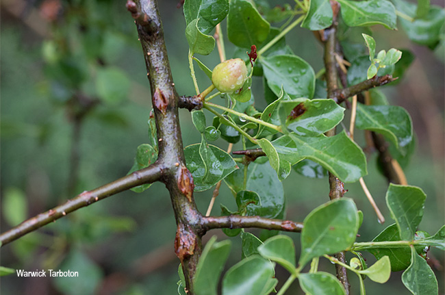 Commiphora neglecta