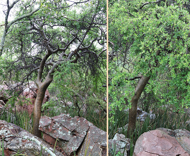 Commiphora neglecta