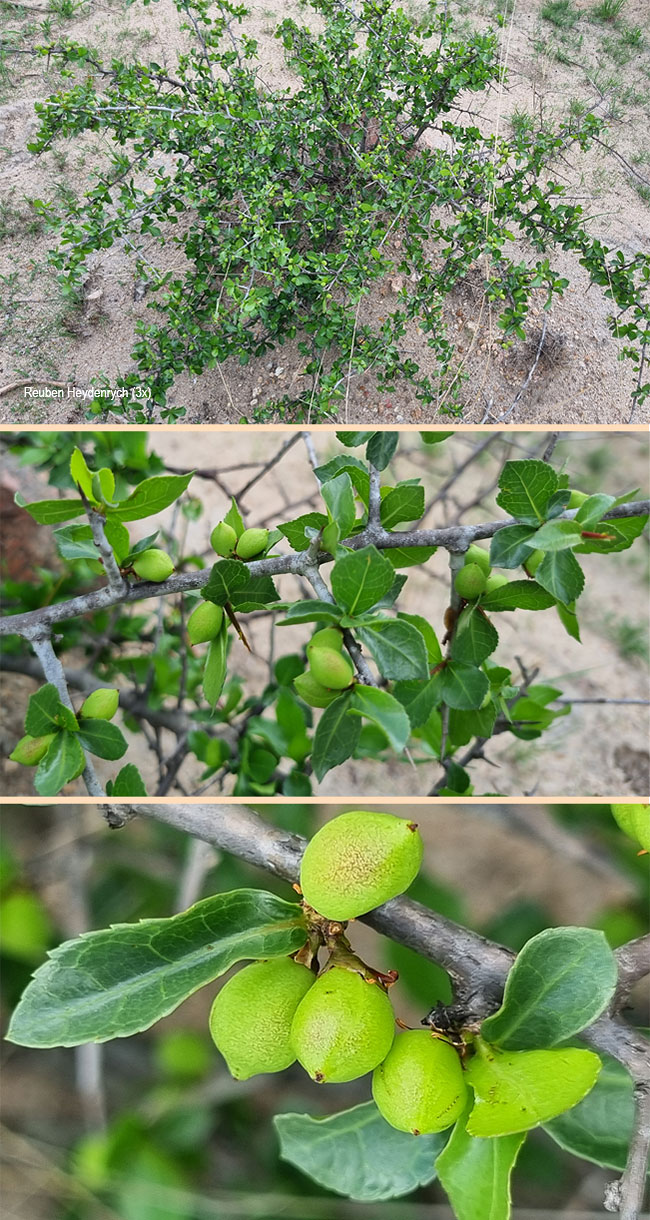 Commiphora neglecta
