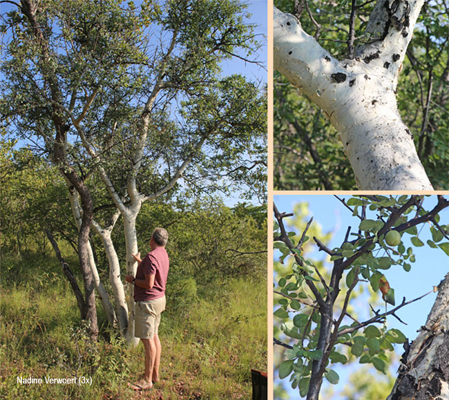 Commiphora tenuipetiolata