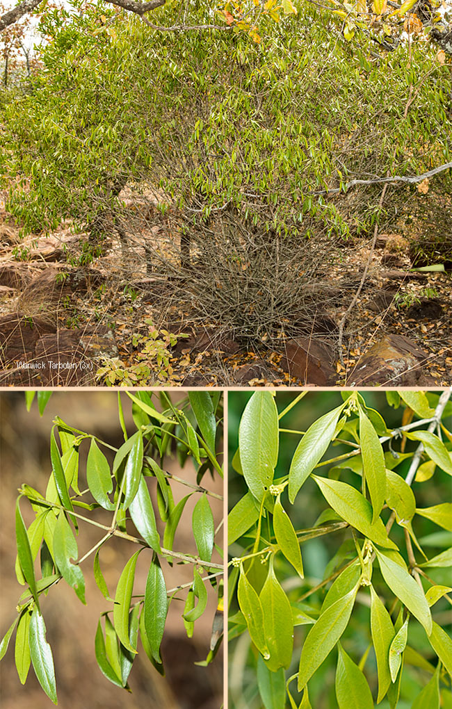Coptosperma supra-axillare