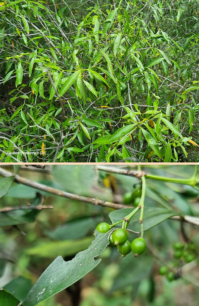 Coptosperma supra-axillare