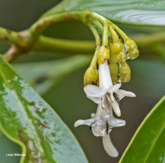 Coptosperma supra-axillare