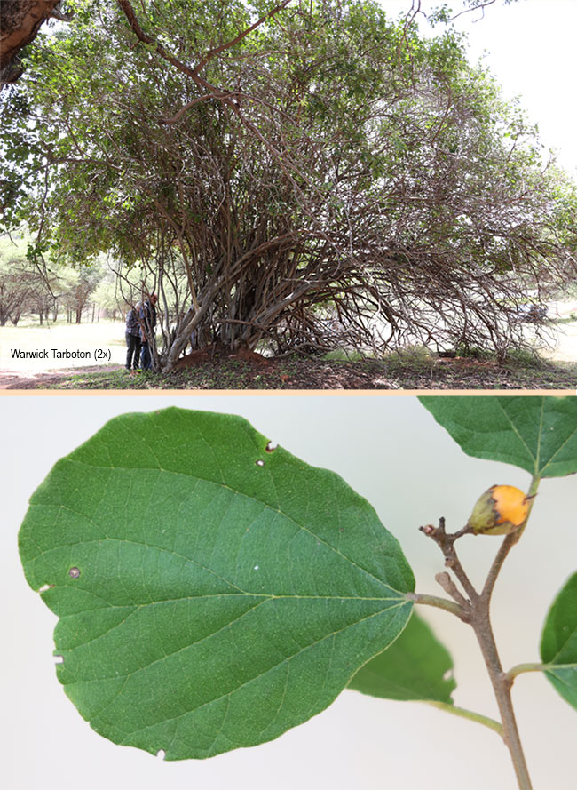 Cordia ovalis