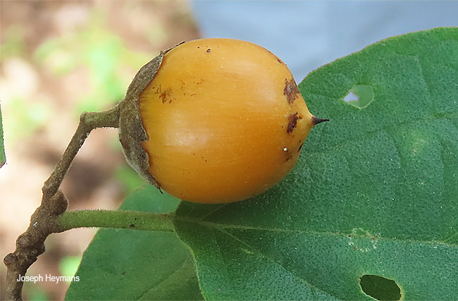 Cordia ovalis
