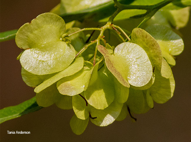 Dodonaea viscosa