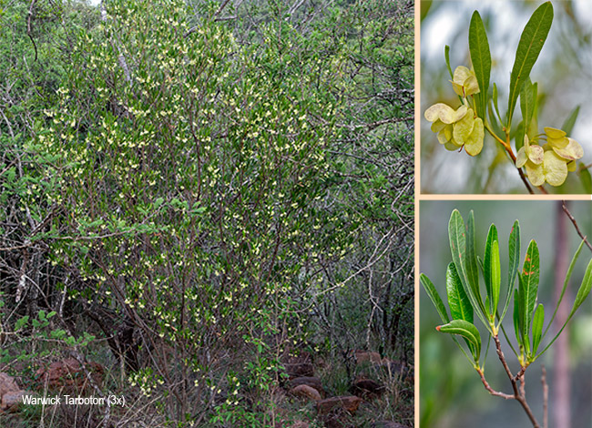 Dodonaea viscosa