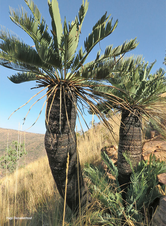 Encephalartos eugene-maraisii