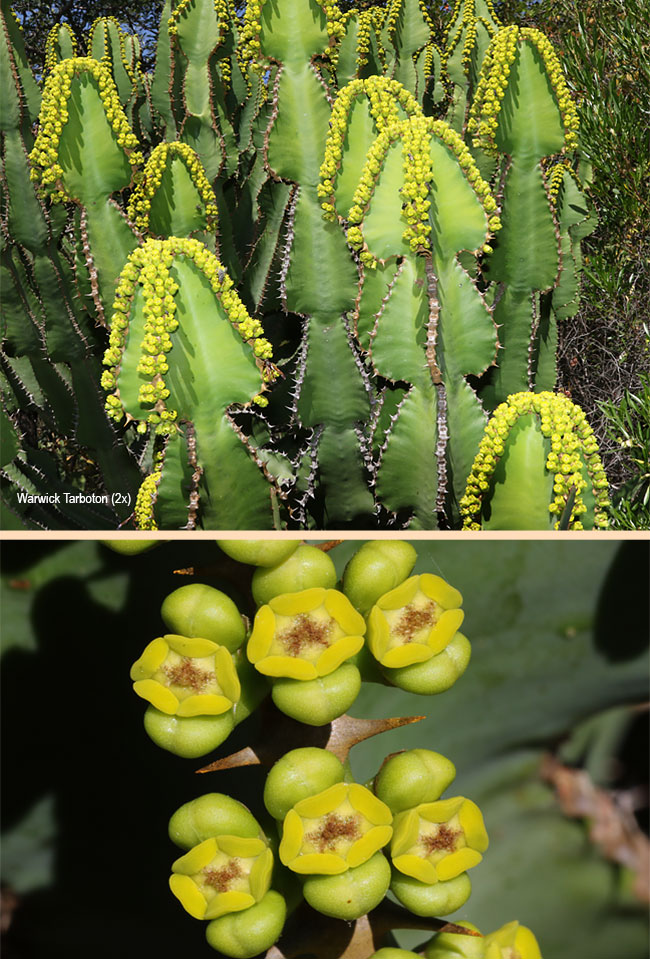 Euphorbia cooperi cooperi