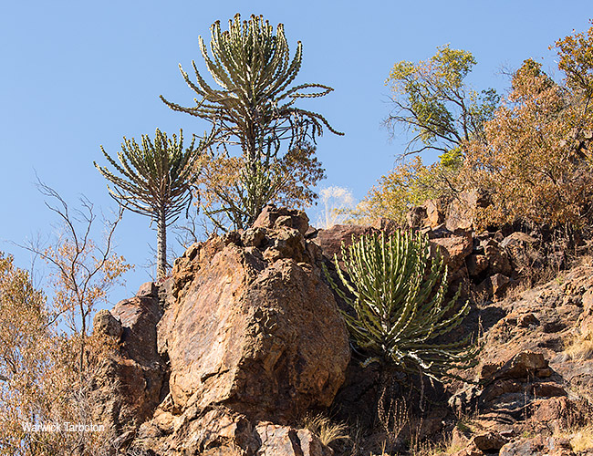 Euphorbia cooperi cooperi