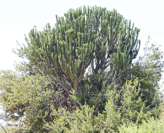 Euphorbia ingens