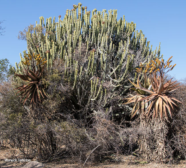Euphorbia ingens