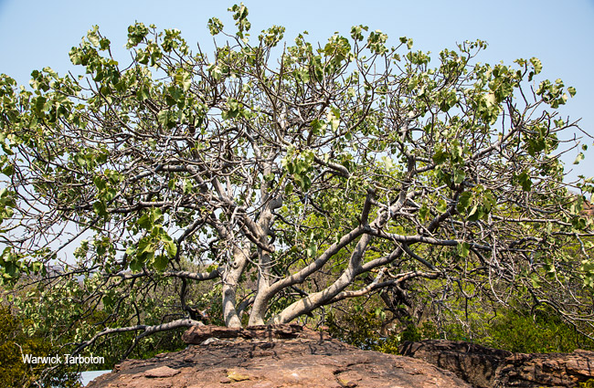 Ficus abutilifolia