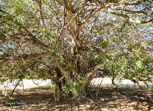 Ficus burkei