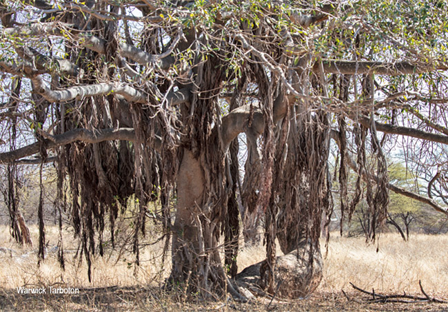 Ficus burkei