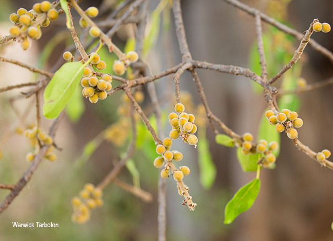 Ficus burkei fruit