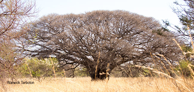Ficus burkei