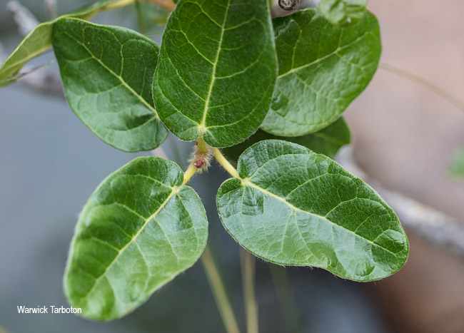 Ficus glumosa leaves