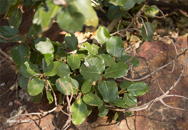 Ficus glumosa