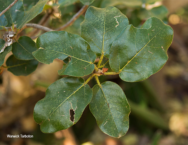 Ficus glumosa leaves