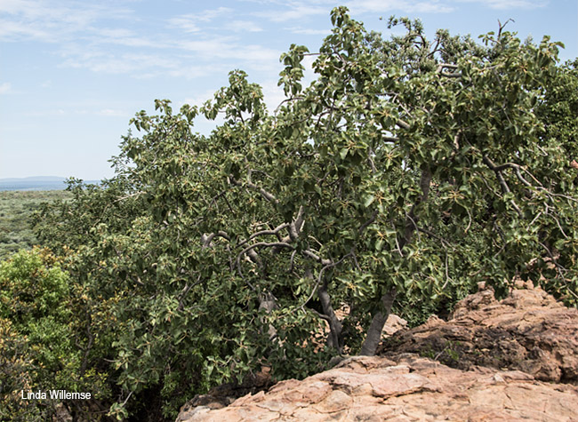 Ficus abutilifolia