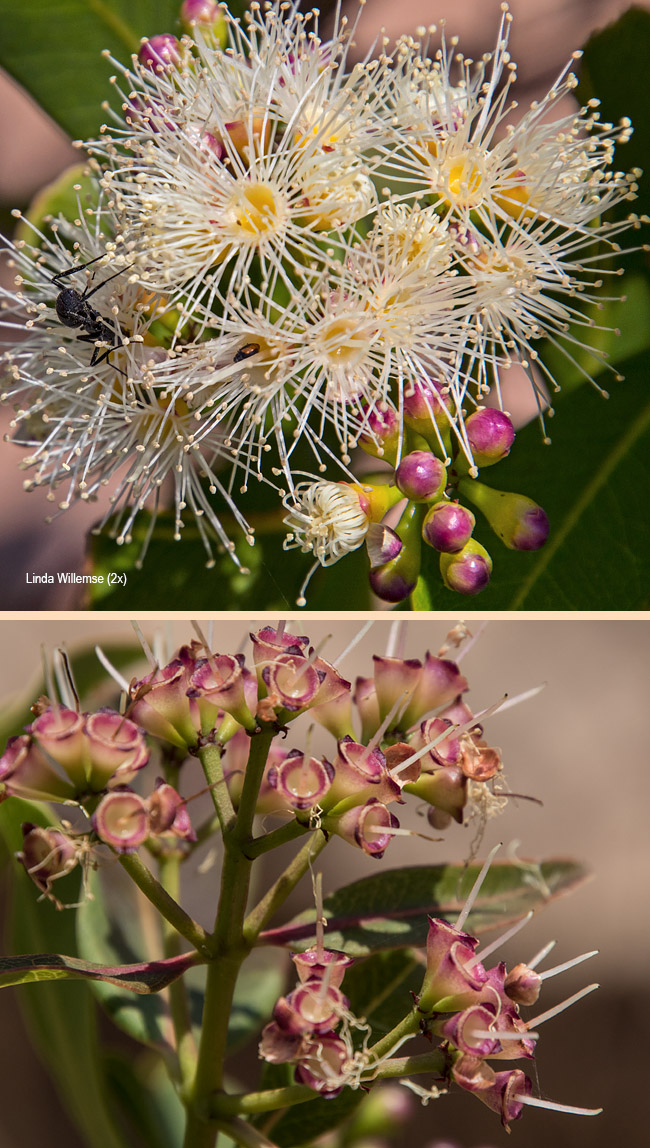 Syzygium guineense