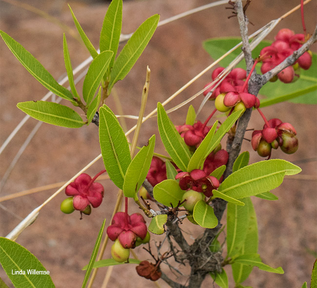 Ochna natalitia