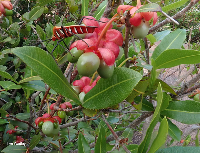 Ochna natalitia fruits