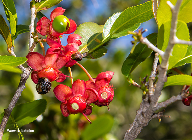 Ochna natalitia