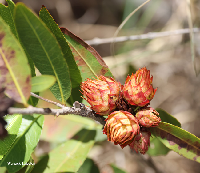 Ochna natalitia