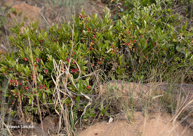 Ochna natalitia