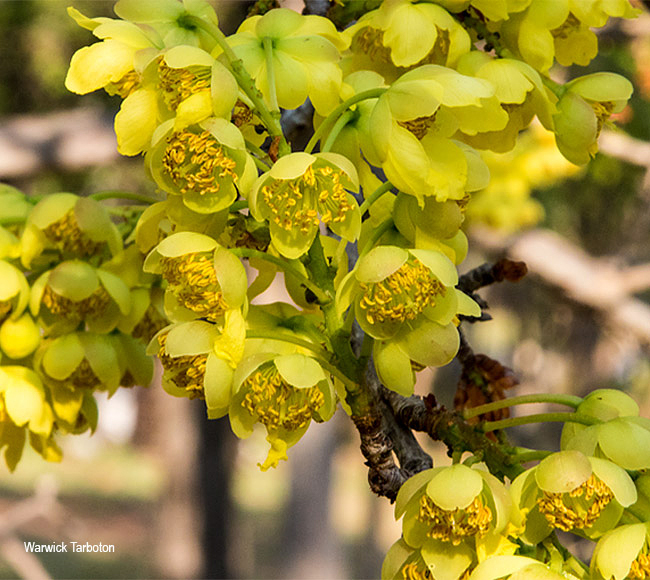 Ochna pulchra pulchra