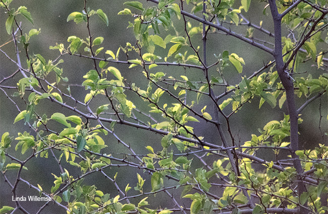 Ziziphus mucronata