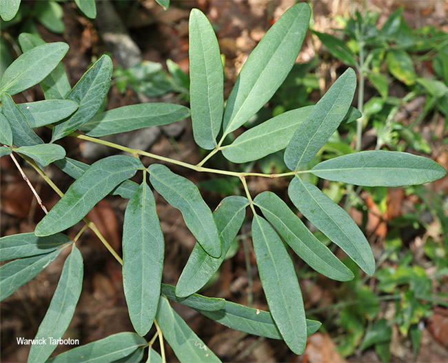 Rhoicissus revoilii