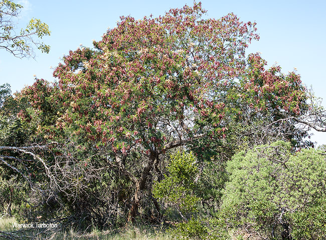 Senegalia caffra