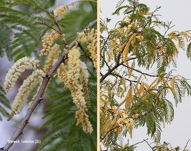 Senegalia caffra