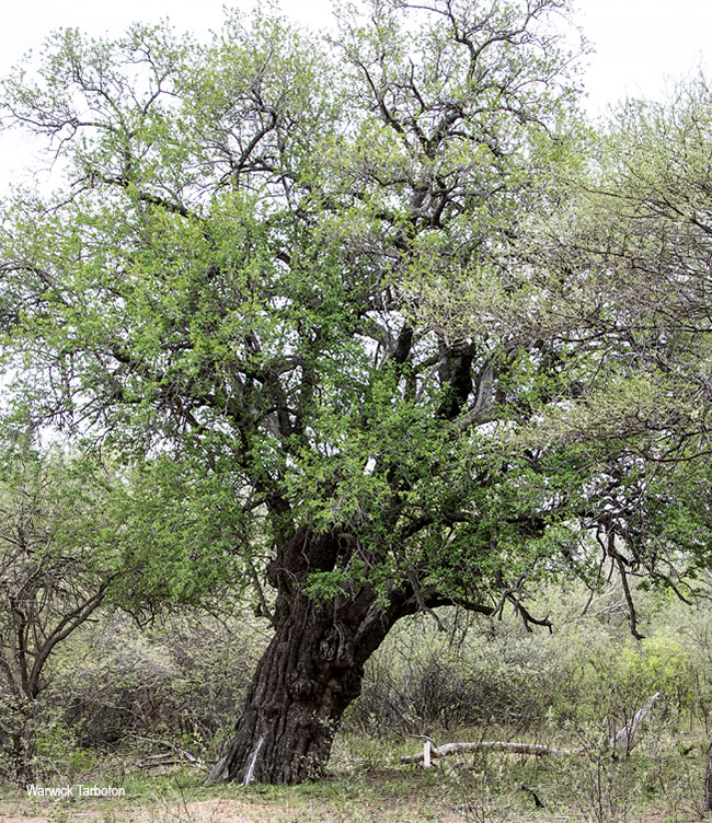 Spirostachys africana
