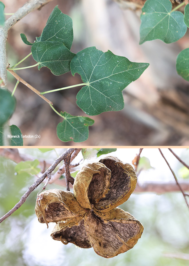 Sterculia rogersii