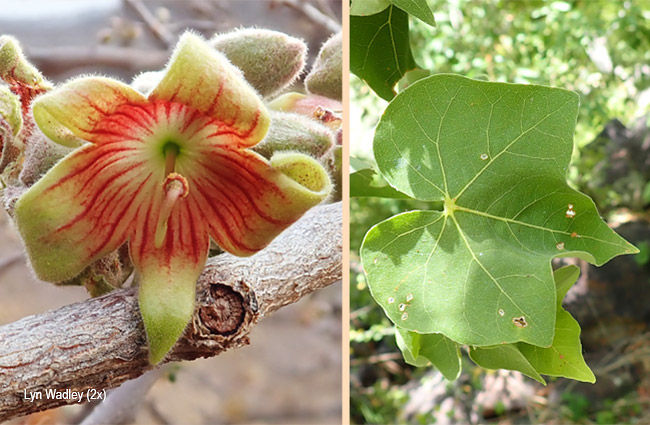Sterculia rogersii