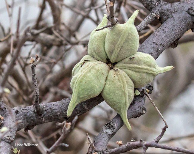 Sterculia rogersii