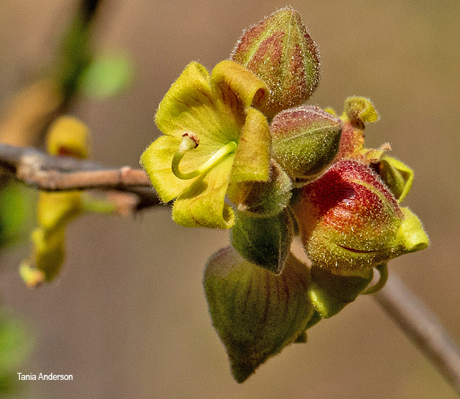 Sterculia rogersii